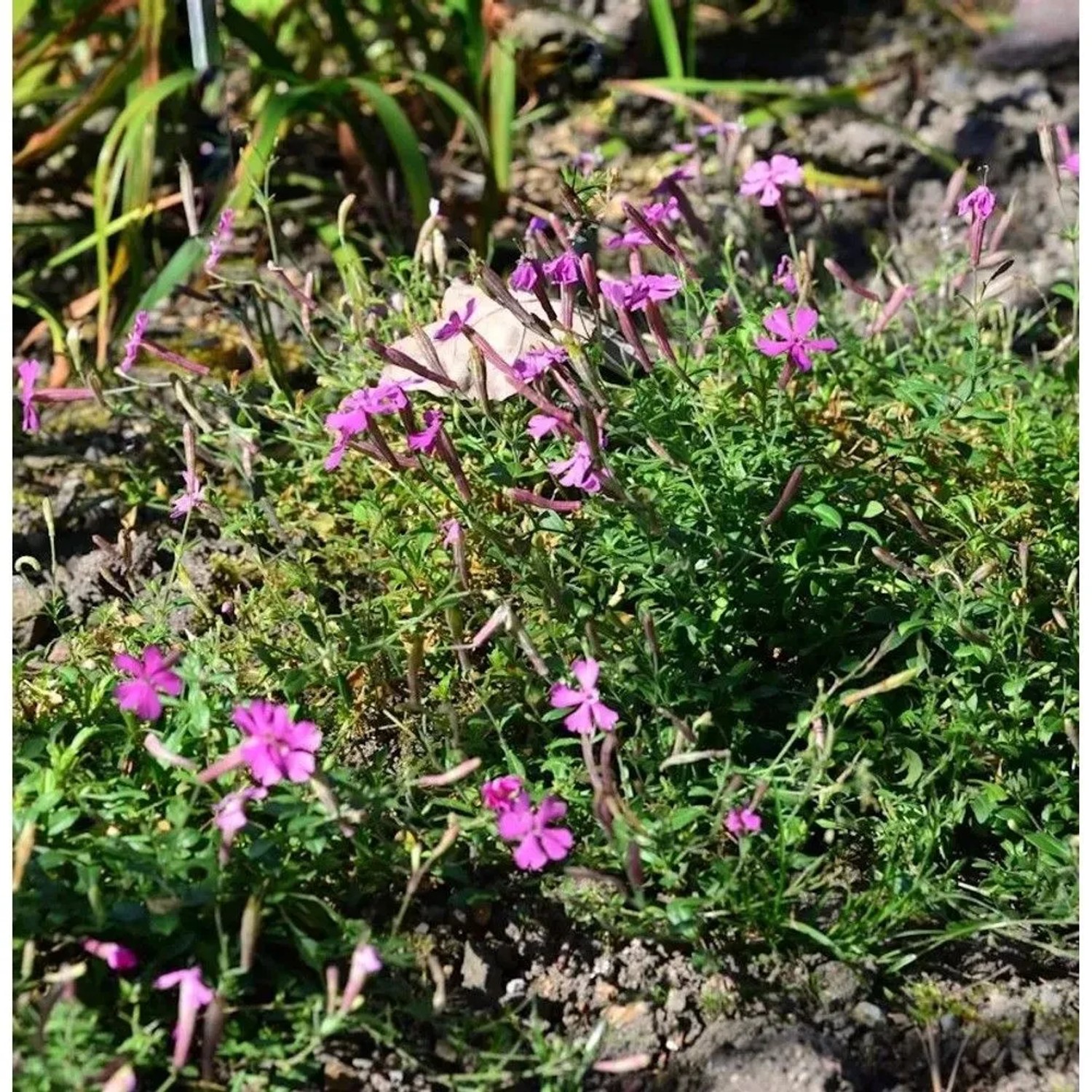 Leimkraut Persian Carpet - Silene schafta