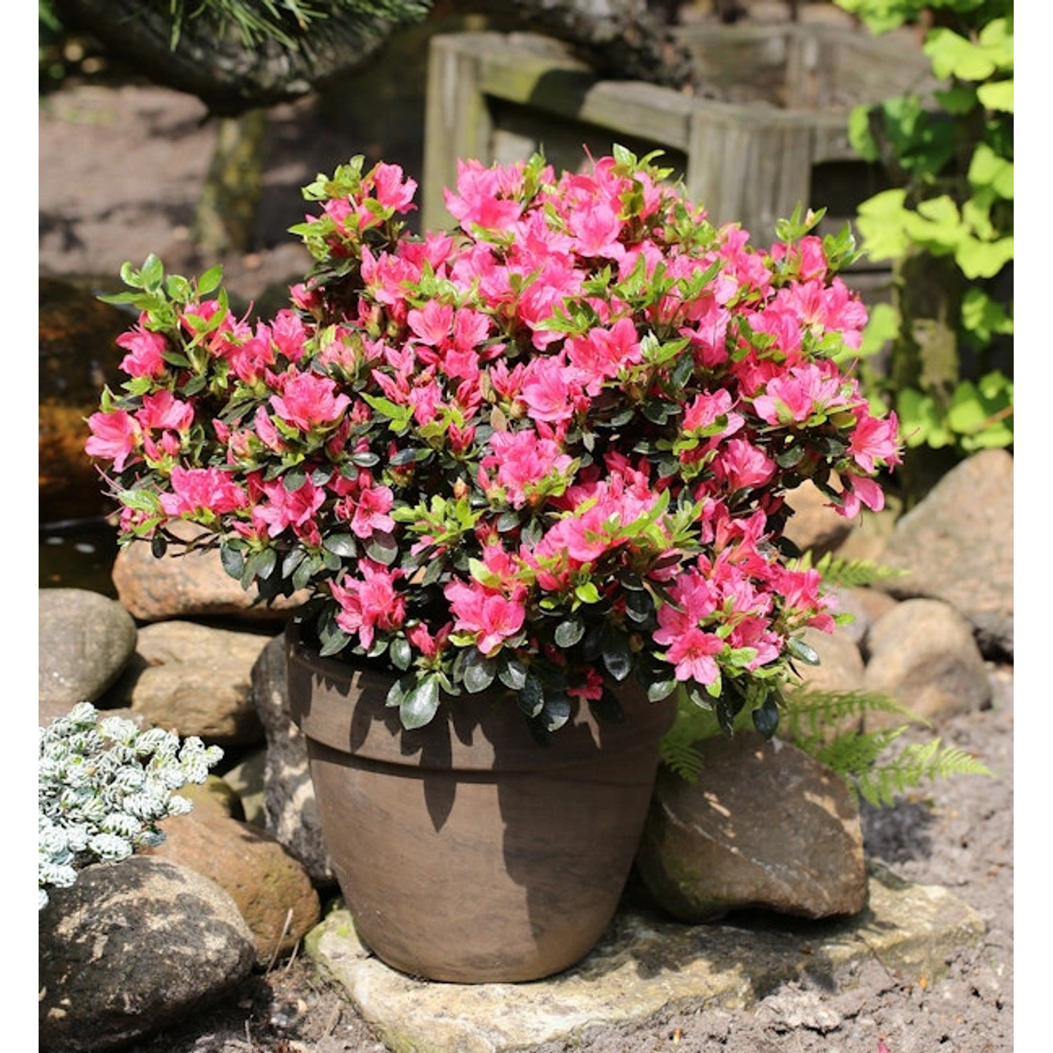 Japanische Azalee Drapa 20-25cm - Rhododendron obtusum - Zwerg Alpenrose günstig online kaufen