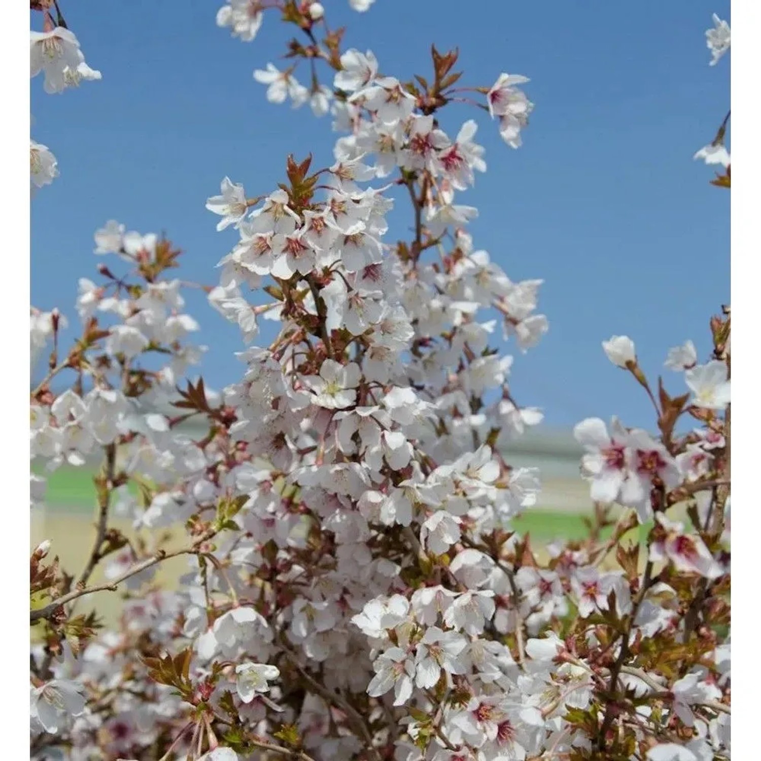 Hochstamm Geschlitzte Kirsche The Bride 40-60cm - Prunus incisa