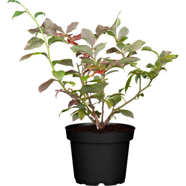Heidelbeeren kaufen bei OBI