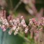 Nahaufnahme der rosa Blüten der Kleinblütigen Tamariske (Tamarix parviflora).