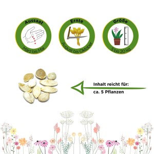 Samen des Riesenkürbis 'Roter Zentner' mit Infos zu Aussaat, Ernte und Größe.