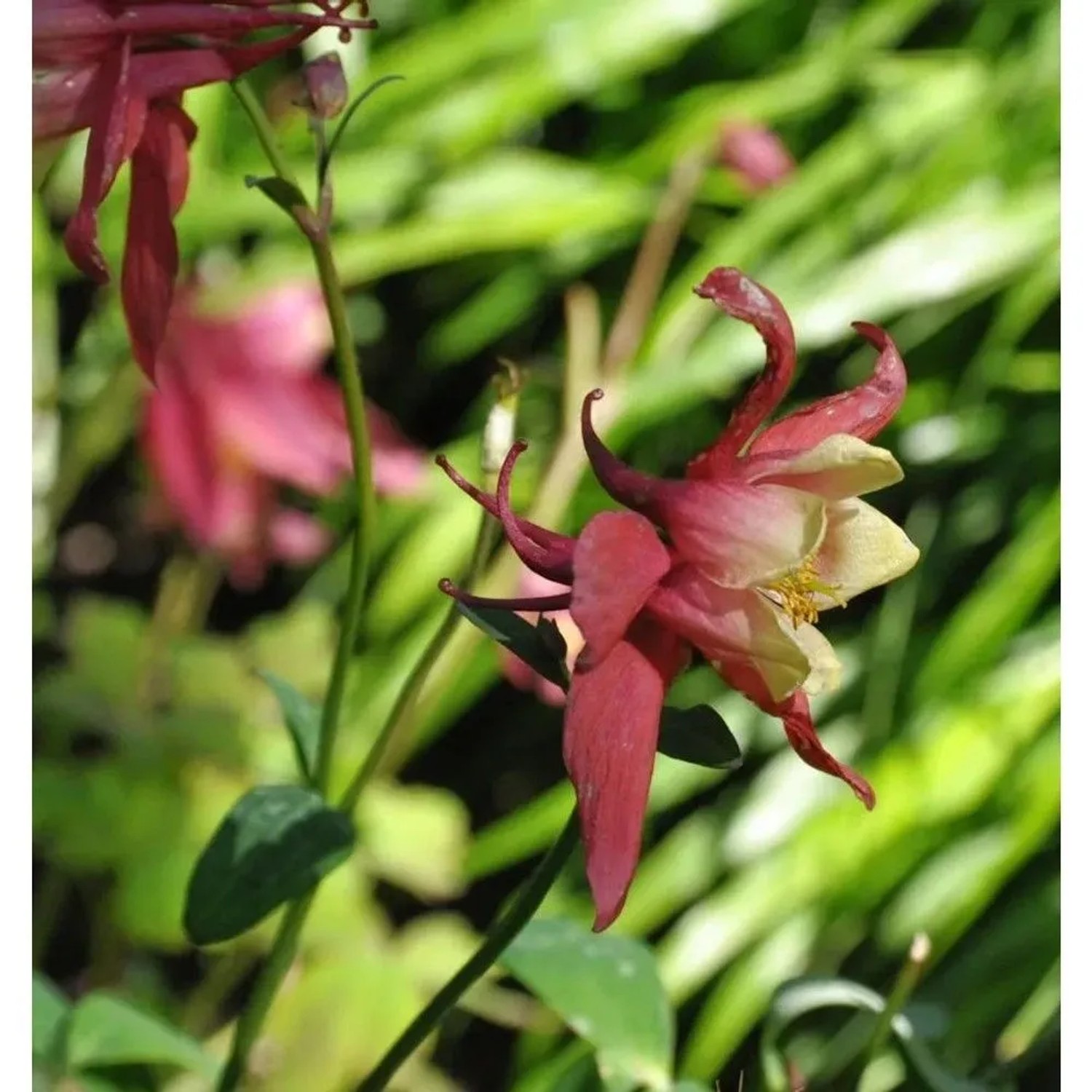 Garten-Akelei Winky Rot-Weiß - Aquilegia vularis