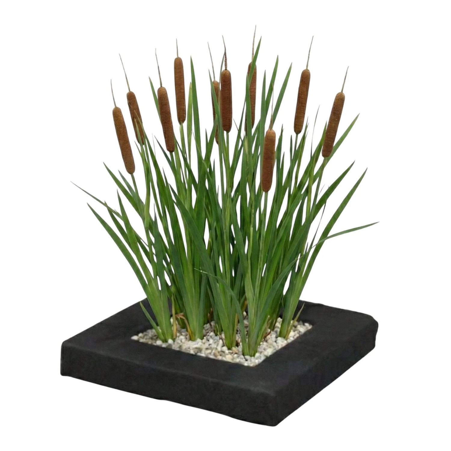 Vdvelde Pflanzeninsel Rohrkolben 4 Teichpflanzen Mit Zubehör Typha Latifolia