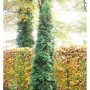Schmaler, grüner Säulen-Lebensbaum (Thuja occidentalis) im Garten, ca. 125-150 cm hoch.