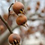 Nahaufnahme der braunen Früchte der Mispel (Mespilus germanica) am Strauch.
