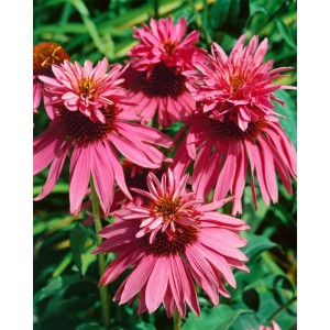 Purpurroter, zweistöckiger Sonnenhut (Echinacea) im 9x9 cm Topf. Bienenfreundliche Staude für Beet und Garten.