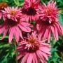 Purpurroter, zweistöckiger Sonnenhut (Echinacea) im 9x9 cm Topf. Bienenfreundliche Staude für Beet und Garten.