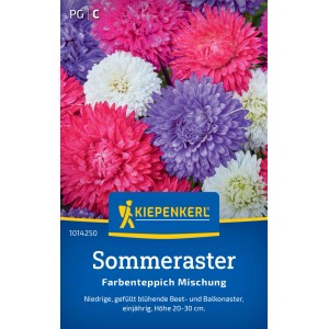 Kiepenkerl Sommeraster Farbenteppich Mischung mit bunten Blüten in Nahaufnahme.