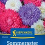 Kiepenkerl Sommeraster Farbenteppich Mischung mit bunten Blüten in Nahaufnahme.