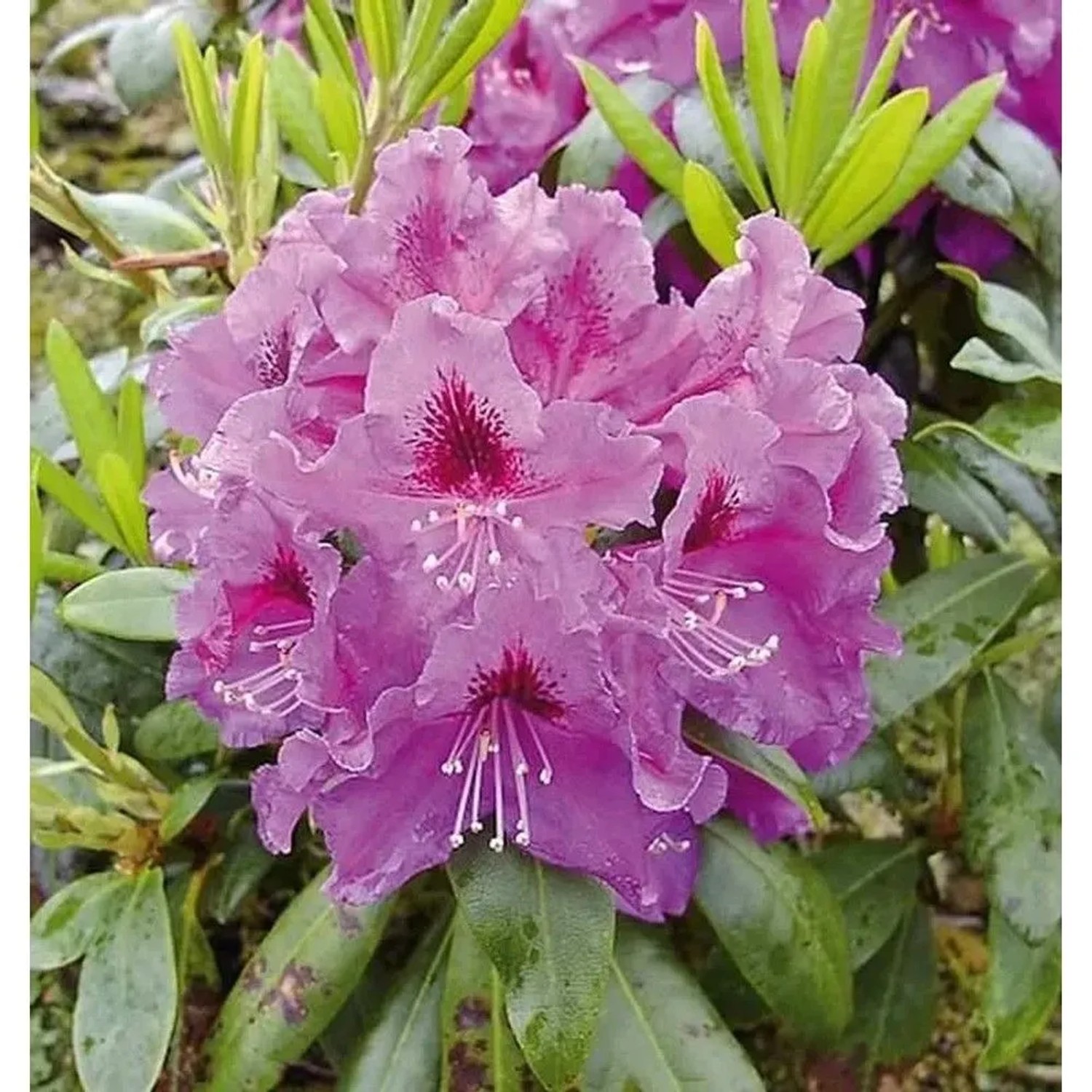 INKARHO - Großblumige Rhododendron Rasputin 50-60cm - Alpenrose