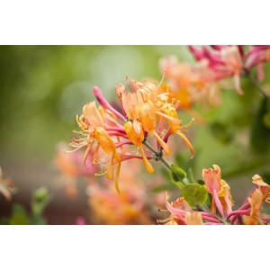 Nahaufnahme der orangefarbenen Blüten der immergrünen Geißschlinge (Lonicera Henryi).