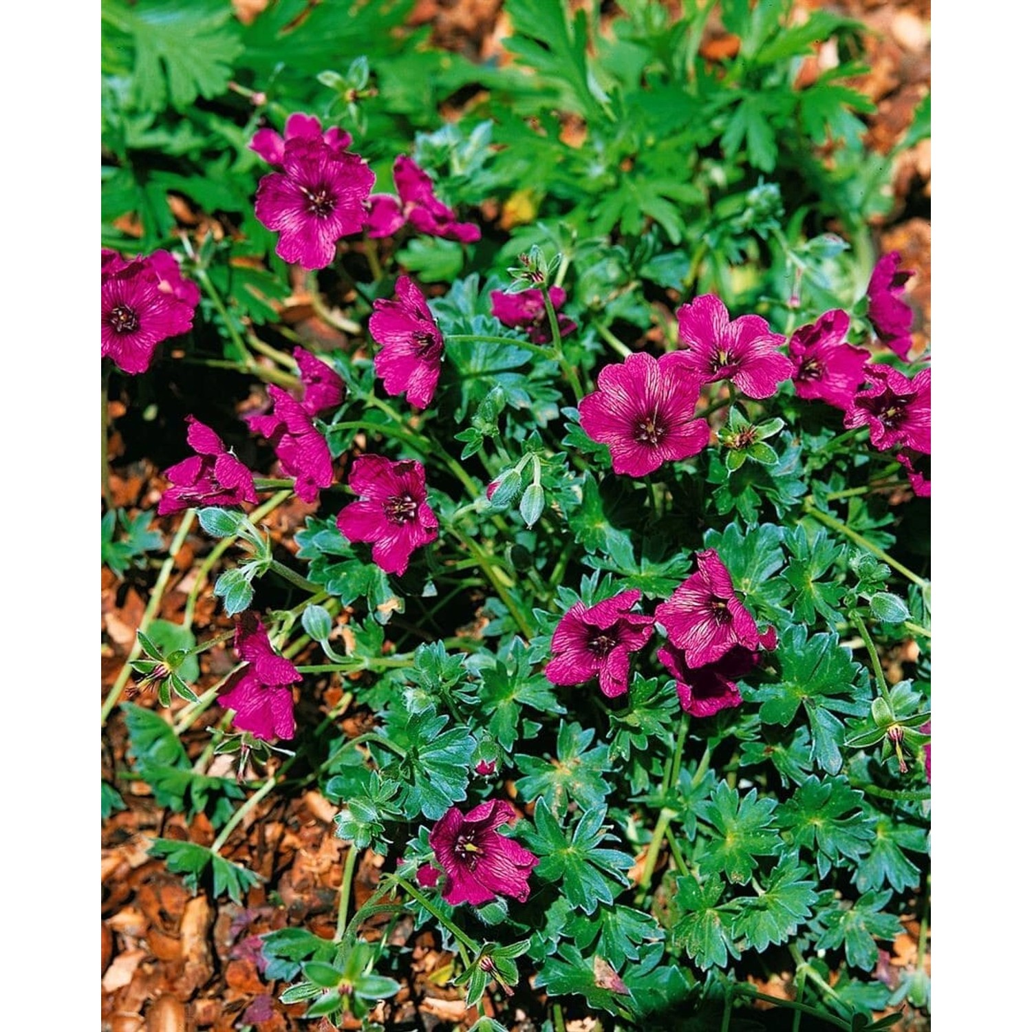 Geranium Cinereum Purple Pillow Storchschnabel Ca. 9x9 cm Topf günstig online kaufen