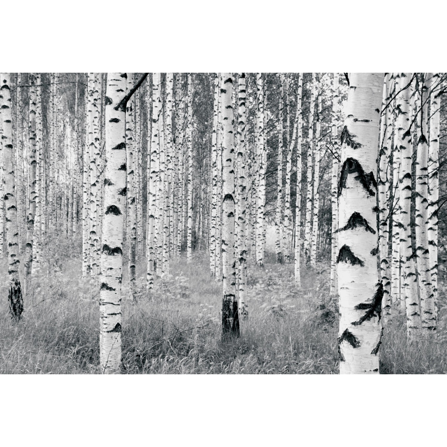 Komar Fototapete Vlies Woods  400 x 270 cm