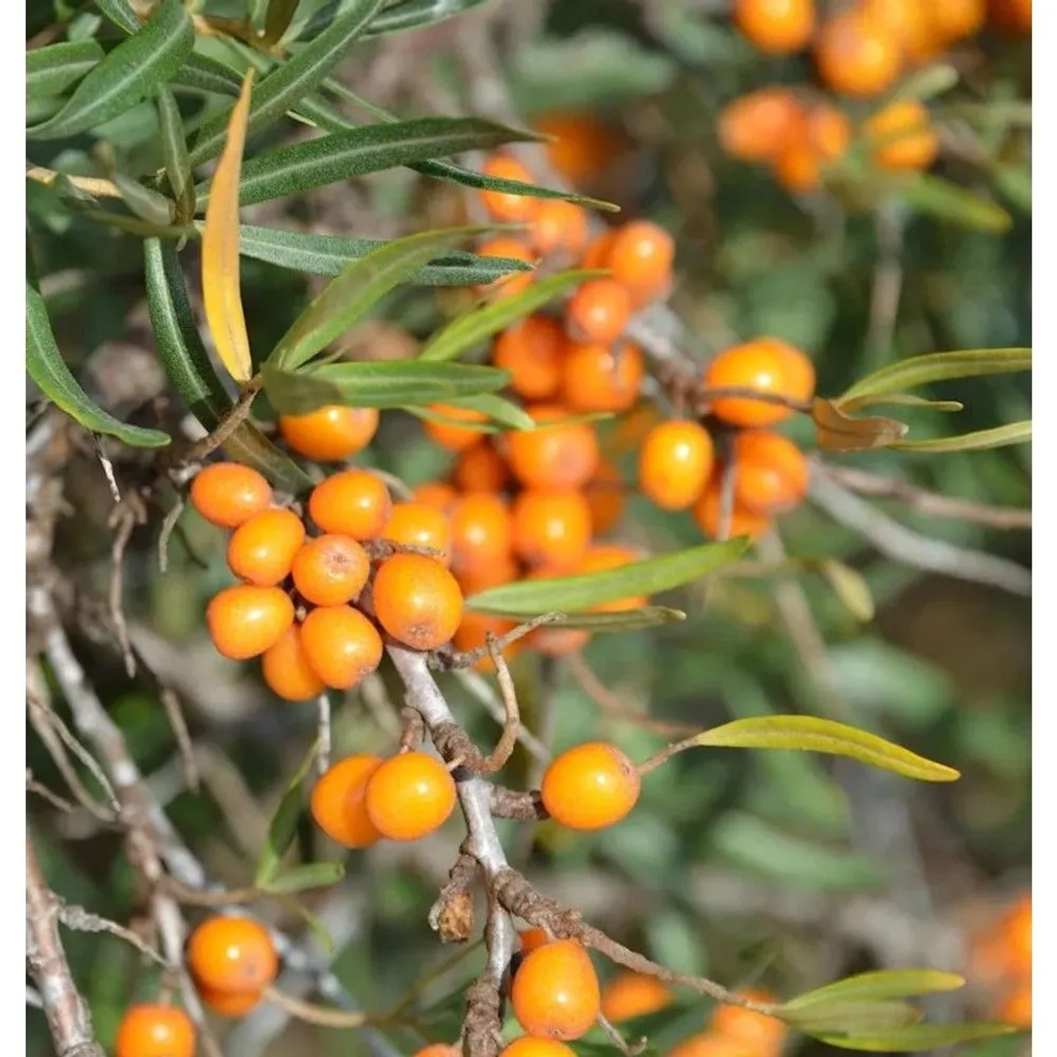 Weiblicher Sanddorn Orange Energy 60-80cm - Hippophae rhamnoides