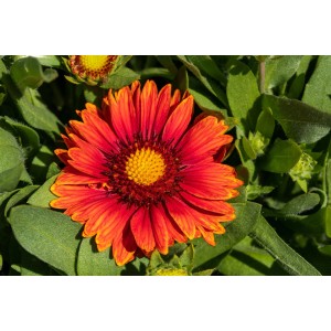 Nahaufnahme einer roten GROW by OBI Kokardenblume (Gaillardia aristata) mit gelber Mitte im Topf.