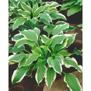 Funkie 'Moerheim' (Hosta) im Topf, grüne Blätter mit weißem Rand. Schattenstaude für den Garten.