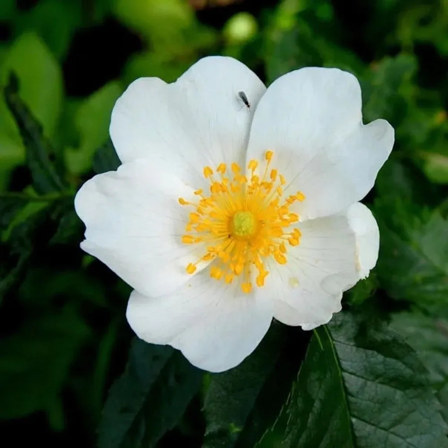 Hundsrose 40-60cm - Rosa canina