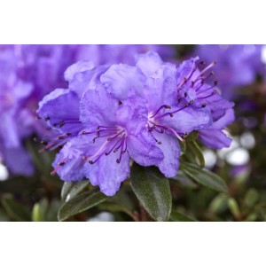 Nahaufnahme: Blühender Rhododendron Hippophaeoides Blue Silver mit blau-silbernen Blüten.