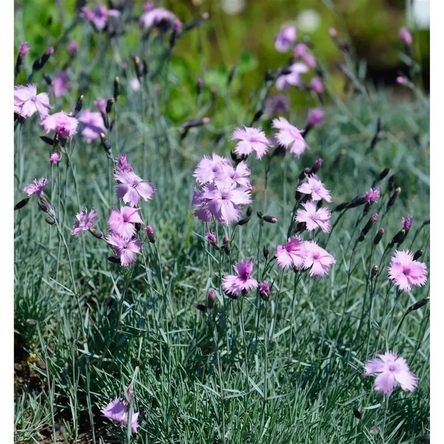 Pfingstnelke - Dianthus gratianopolitanus