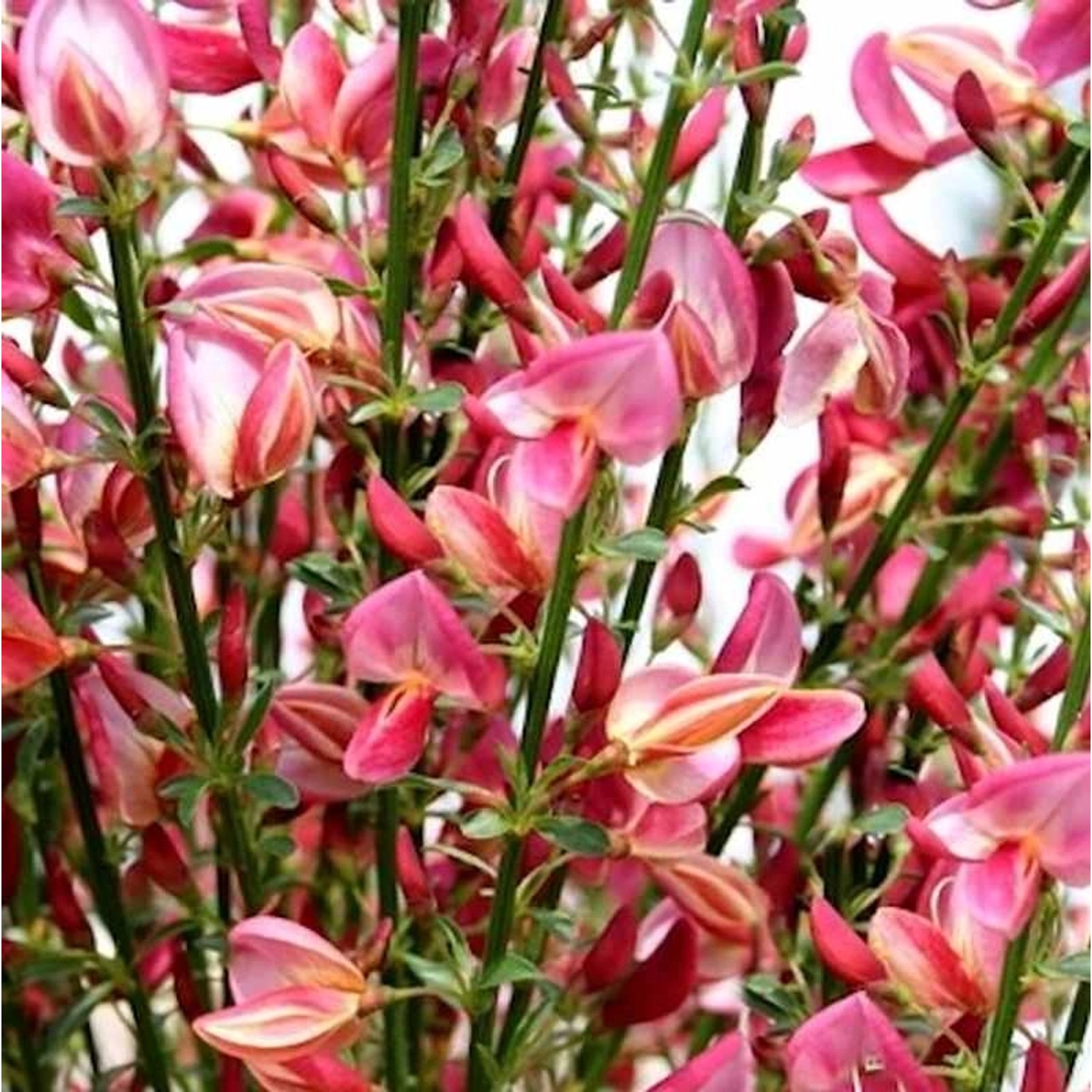 Edelginster Holland 60-80cm - Cytisus scoparius günstig online kaufen