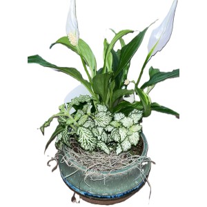 Zimmerpflanzen-Arrangement mit Einblatt und Fittonie im zweifarbigen Keramiktopf.