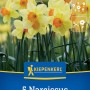 Kiepenkerl Trompeten-Narzissen Red Devon, gelbe Blüten mit orangener Krone, 5 Stück.