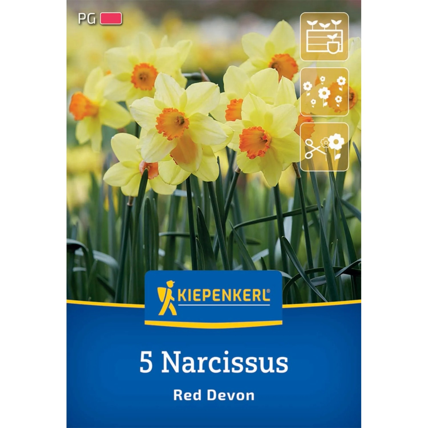 Kiepenkerl Trompeten-Narzissen Red Devon, gelbe Blüten mit orangener Krone, 5 Stück.
