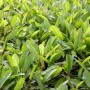 Dennerle Plants Aquariumpflanze Echinodorus Green Chamäleon mit grünen Blättern.