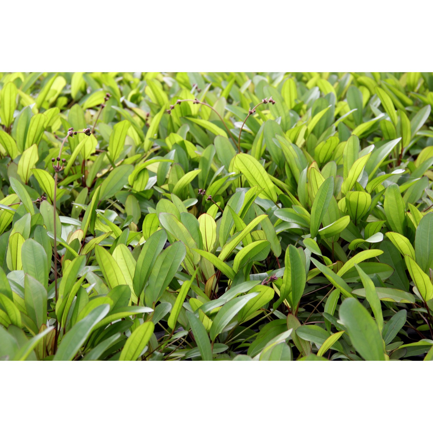 Dennerle Plants Aquariumpflanze Echinodorus Green Chamäleon mit grünen Blättern.