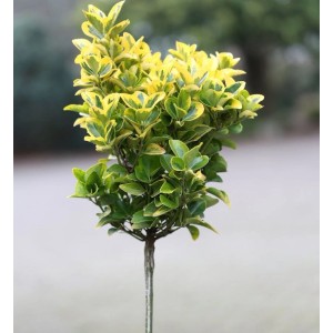 Hochstamm Kriechspindel Canadale Gold 60-80cm - Euonymus fortunei