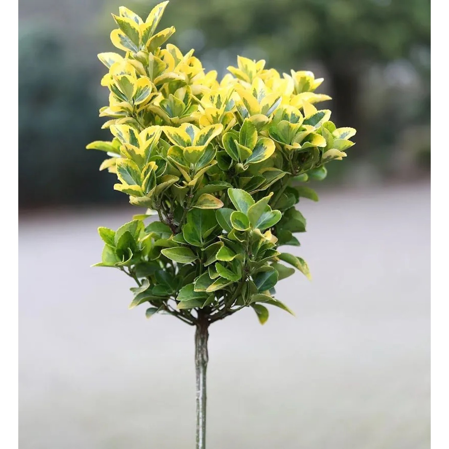 Hochstamm Kriechspindel Canadale Gold 60-80cm - Euonymus fortunei