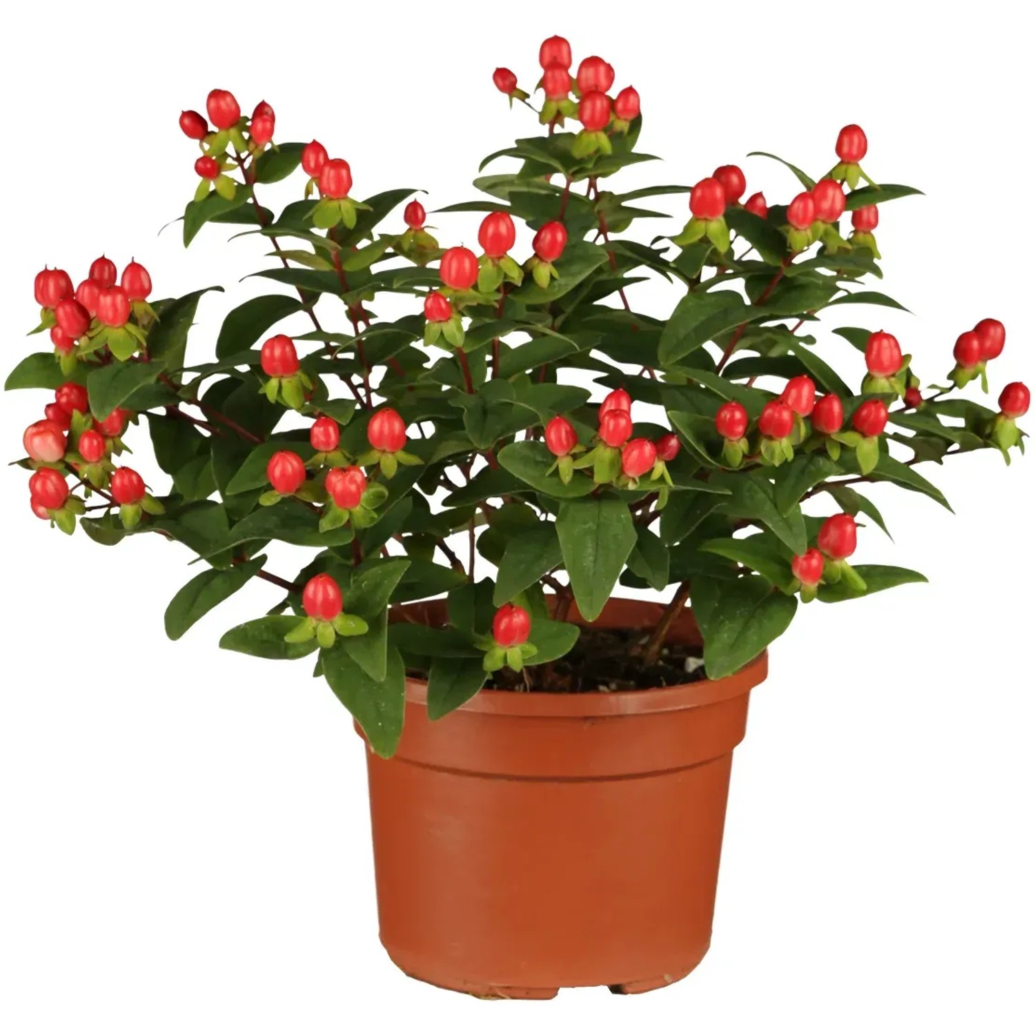 OBI Johanniskraut "Magical Red" winterhart, gelbe Blten, H. 30-40 cm, T. 3  l kaufen bei OBI