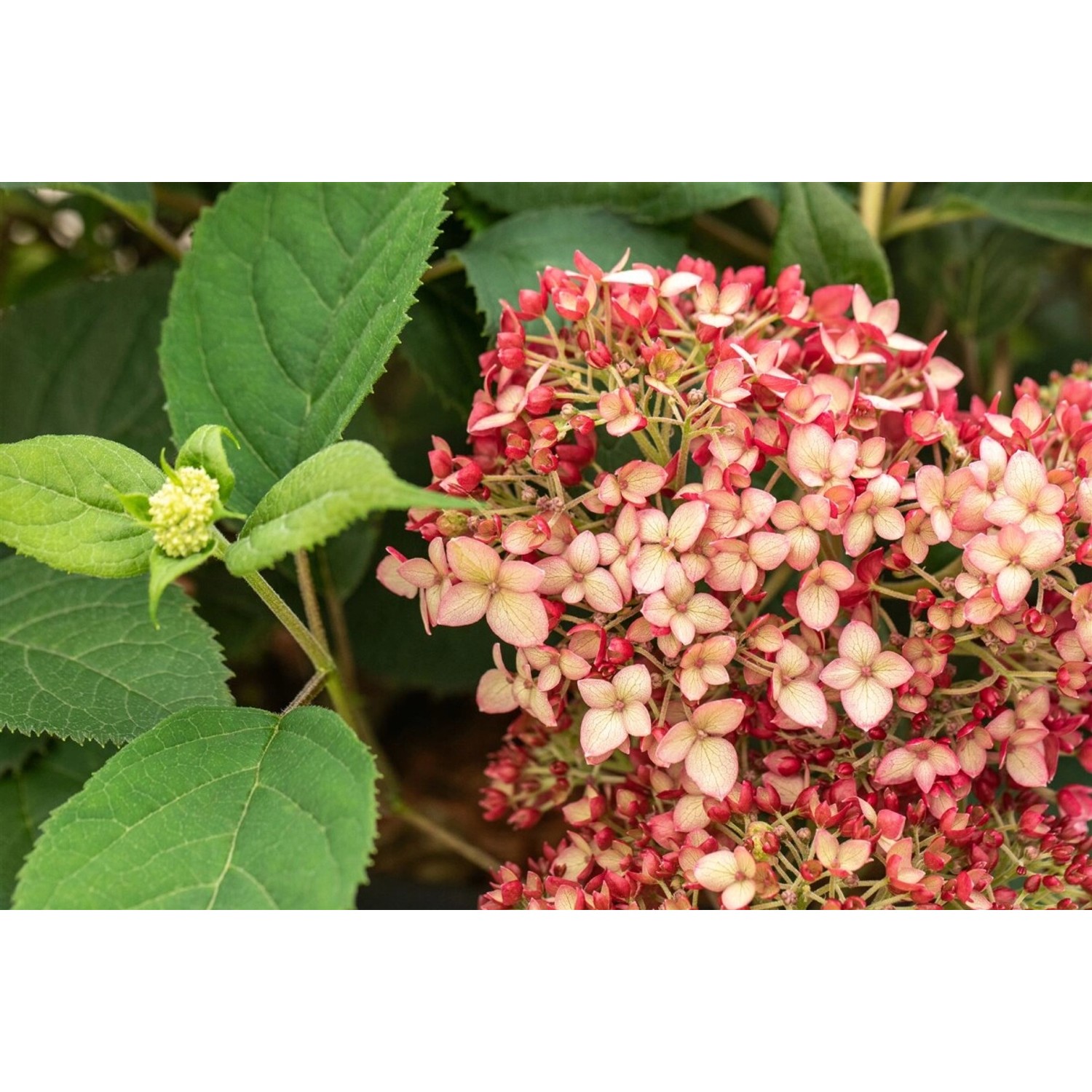 Hydrangea Arborescens Schneeballhortensie Ruby Annabelle 40-60 cm günstig online kaufen