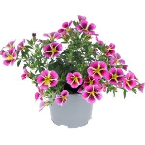 Mehrfarbiges Zauberglöckchen im Topf (ca. 12 cm Ø). Calibrachoa hybrid, eine blühende Beet- und Balkonpflanze.