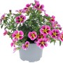 Mehrfarbiges Zauberglöckchen im Topf (ca. 12 cm Ø). Calibrachoa hybrid, eine blühende Beet- und Balkonpflanze.