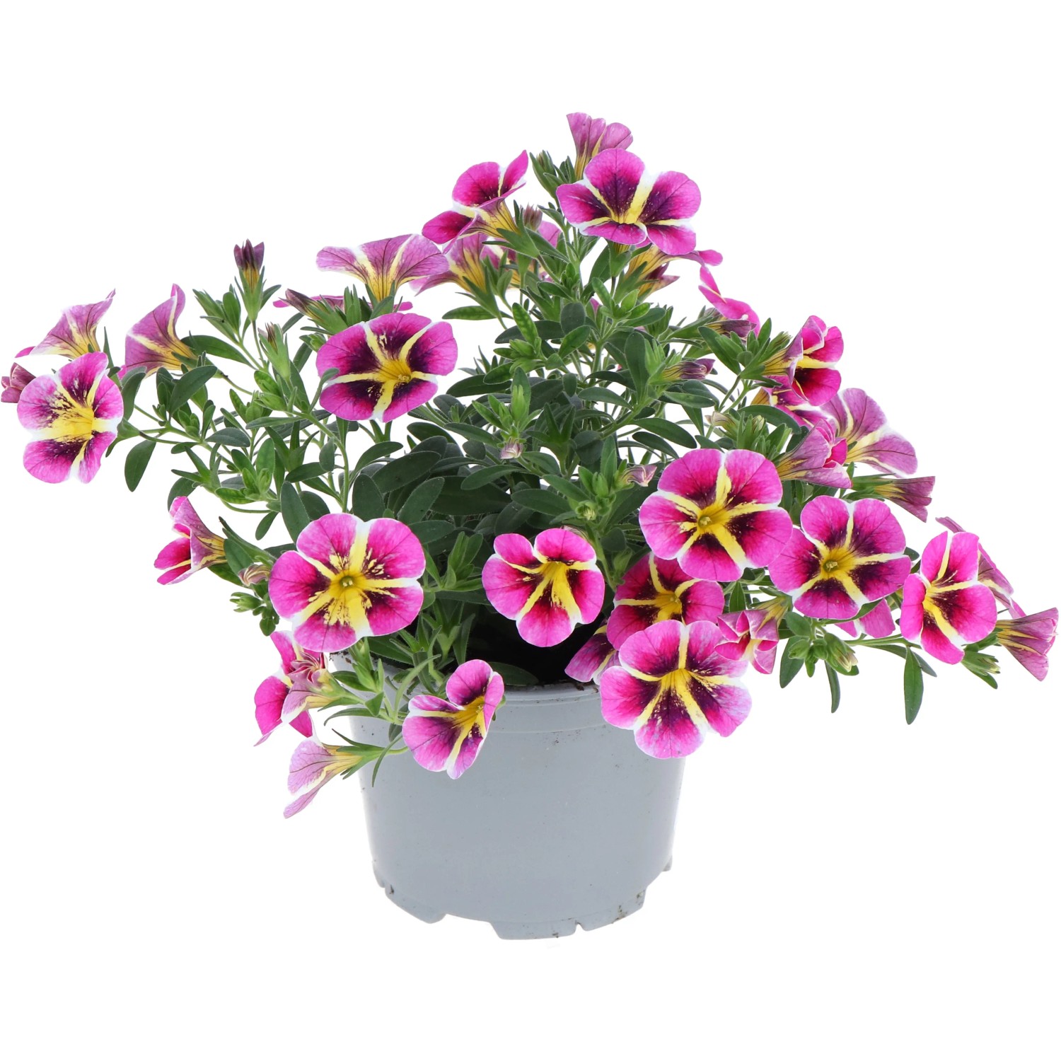 Mehrfarbiges Zauberglöckchen im Topf (ca. 12 cm Ø). Calibrachoa hybrid, eine blühende Beet- und Balkonpflanze.
