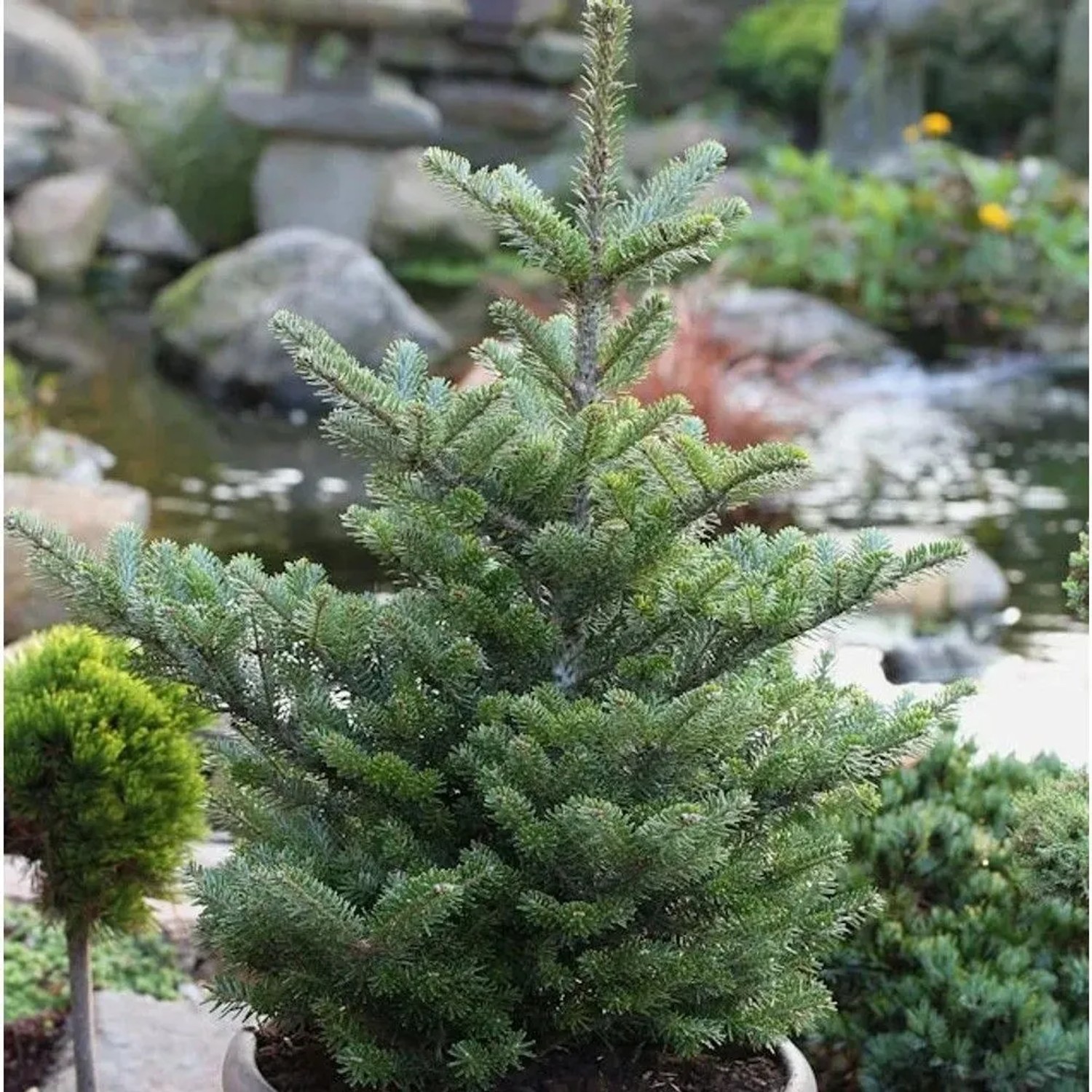 Koreatanne Molli 70-80cm - Abies koreana