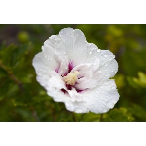Nahaufnahme einer weißen Hibiscus Syriacus 'Pinky Spot' Blüte mit rosa Mitte und Wassertropfen.