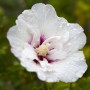 Nahaufnahme einer weißen Hibiscus Syriacus 'Pinky Spot' Blüte mit rosa Mitte und Wassertropfen.