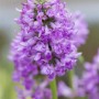 Blühender Stachys Monnieri 'Hummelo' Ziest im 9x9 cm Topf mit lila Blüten.