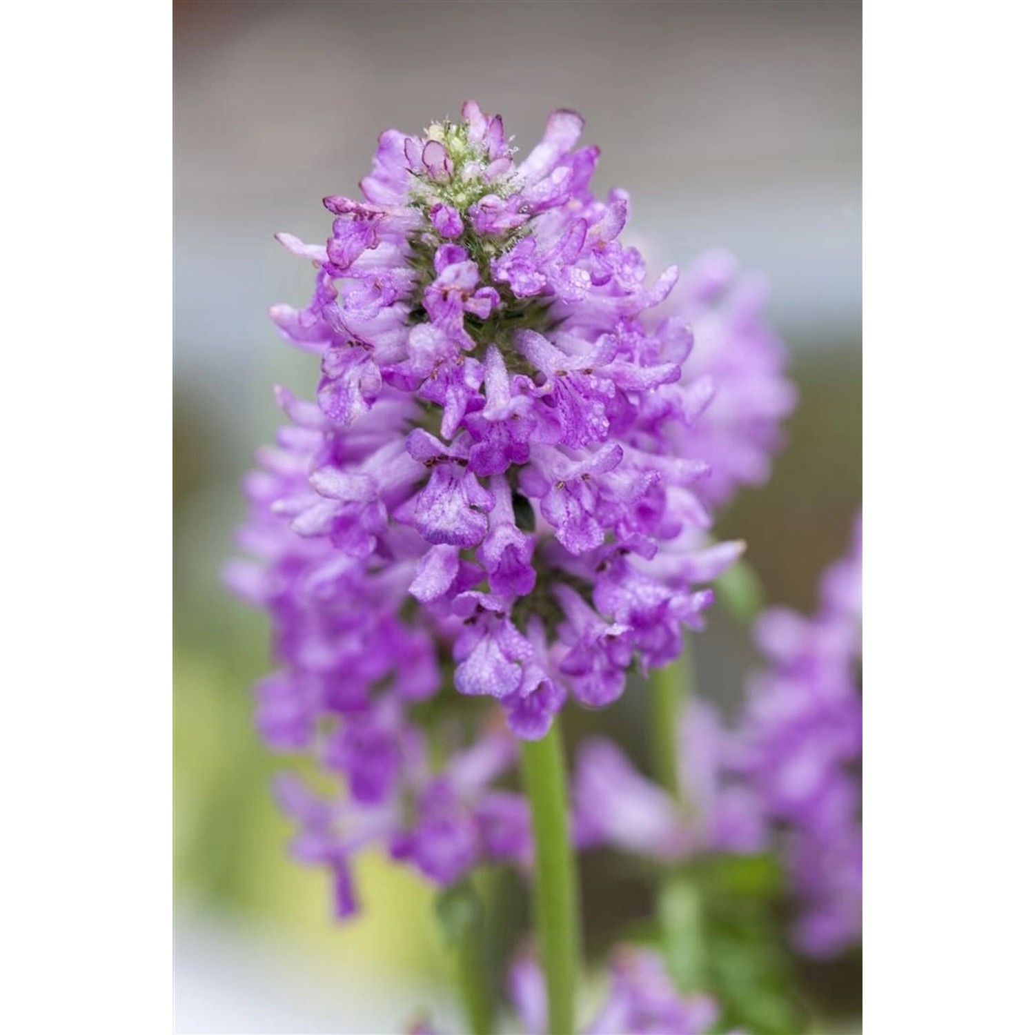 Stachys Monnieri Hummelo Ziest Ca. 9x9 cm Topf günstig online kaufen
