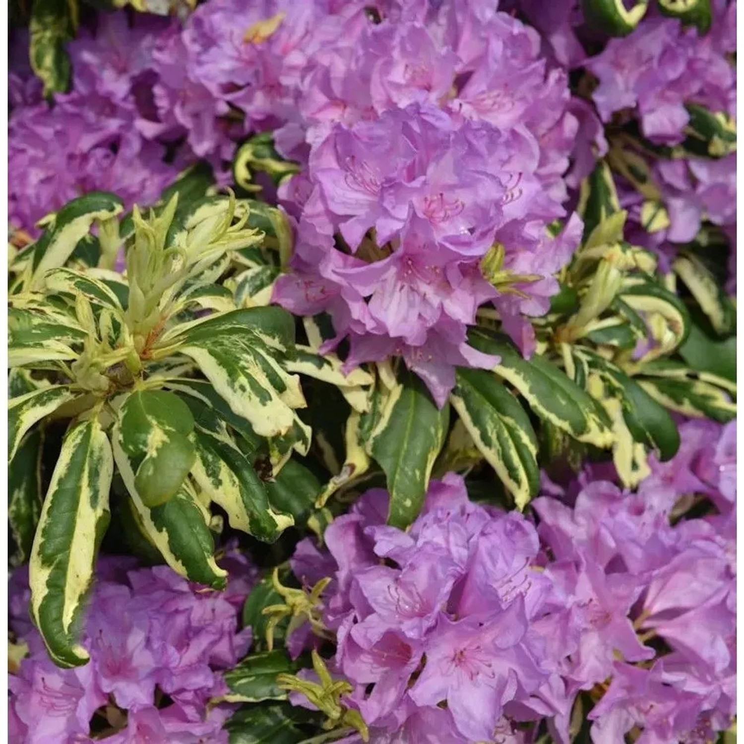 INKARHO - Großblumige Rhododendron Caroline Spring 25-30cm - Alpenrose