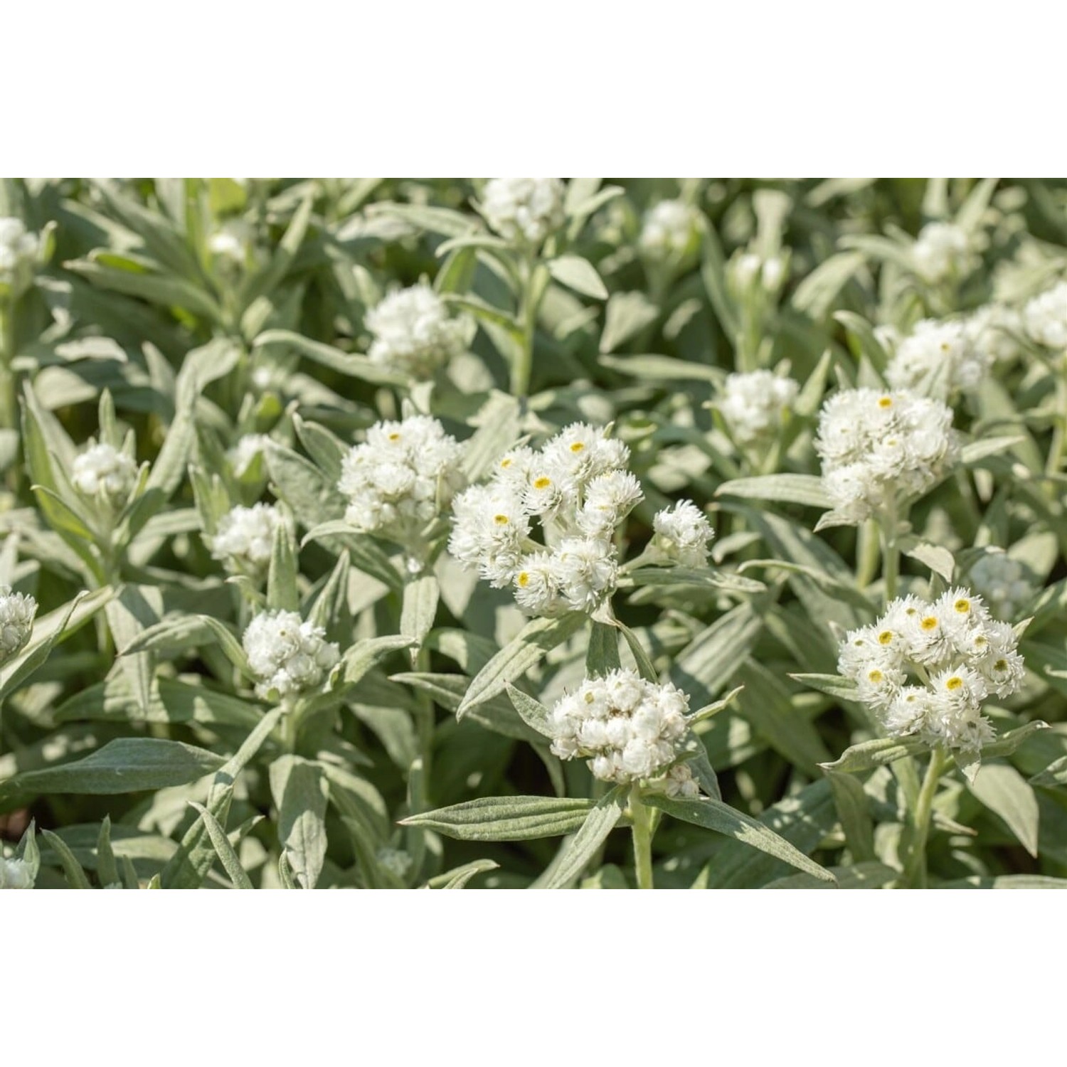 Anaphalis Margaritacea Perlkörbchen Ca. 9x9 cm Topf günstig online kaufen