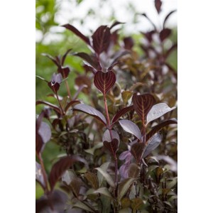 Purpurrote Weigelie (Weigela Florida Purpurea), Strauch mit dunklem Laub, ca. 100-150cm hoch.