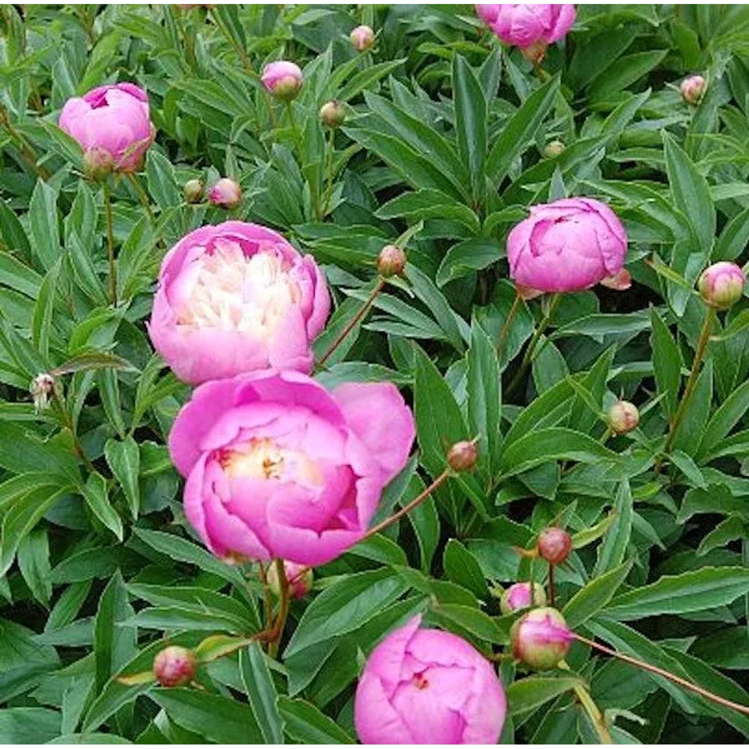 Edelpfingstrose Bowl of Beauty - Paeonia,actiflora