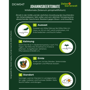 Infografik: Johannisbeertomaten Samen Anbauanleitung. Zeigt Aussaat, Keimung, Ernte, Standort für Gemüsesamen.
