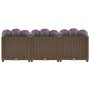 Braunes Furnicato Hochbeet (120x40x38 cm) aus Polypropylen mit lila Blumen.
