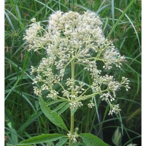 Wasserdost 'Bartered Bride' (Eupatorium fistulosum) mit weißen Blüten und Knospen. Eine hohe Staude für den Garten.