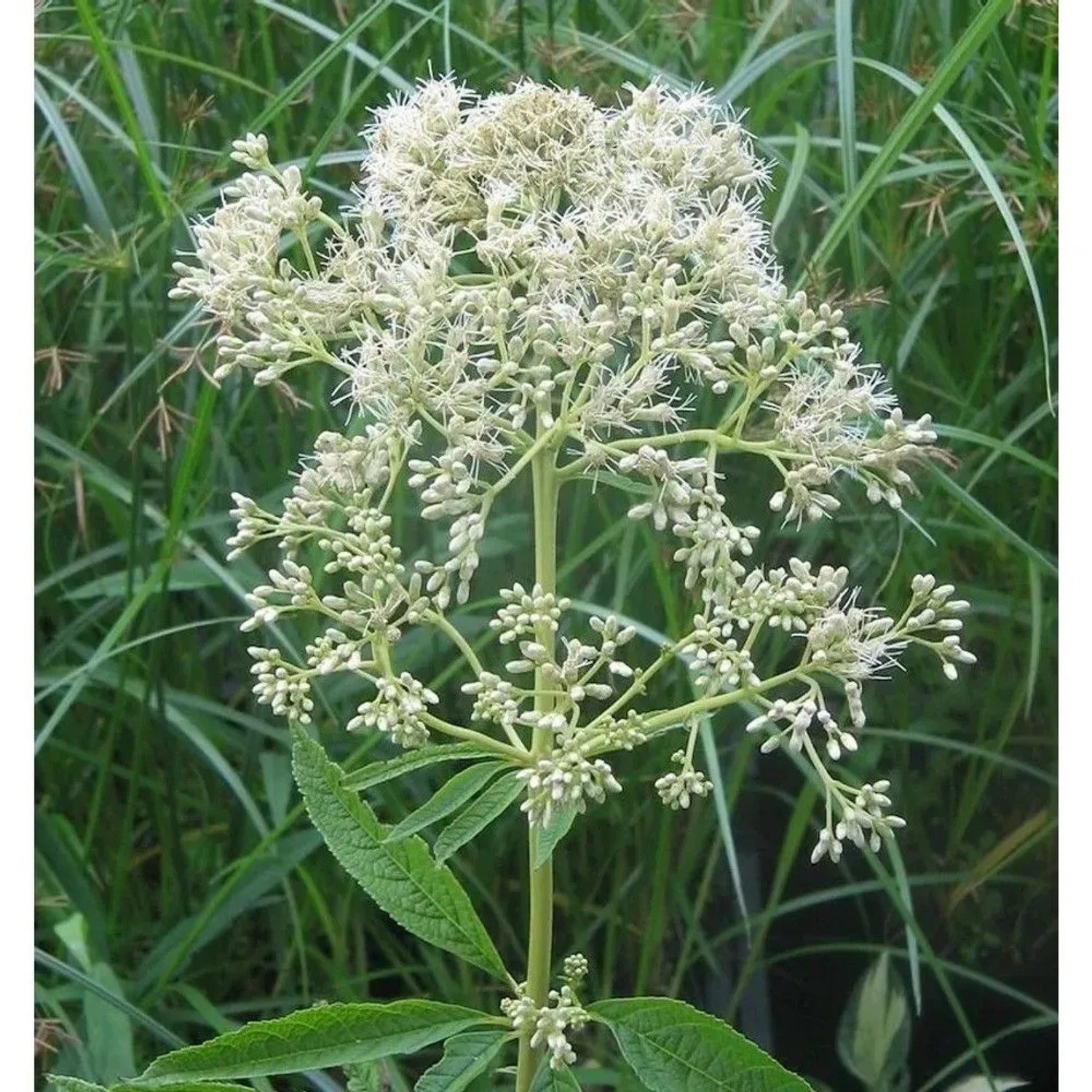 Wasserdost Bartered Bride - Eupatorium fistulosum